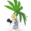 Shop My Bud Vase - Love Bud elegant bong in australian